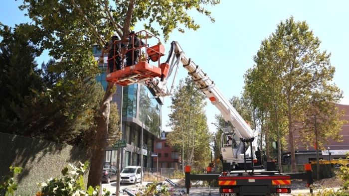 Alikahya Tramvay Hattı’nda ağaçlar budanıyor