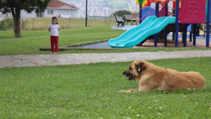 Çocuk parkında dehşet: 5 yaşındaki kız, kaydırak altında yatan köpeğin saldırısına uğradı
