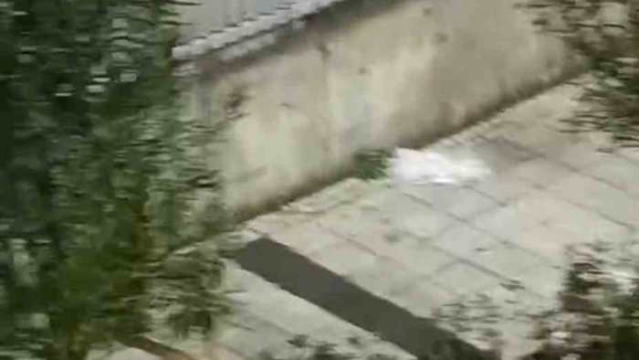 Tahtaları söküp saldırdığı ağaçla kavga etti: O anlar kamerada