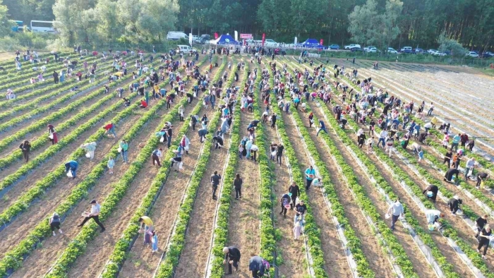 Çilek köyünde hasat var