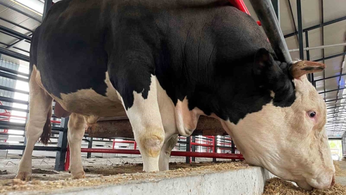 Bu tosunun fiyatı da ağırlığı da bir otomobil kadar: Tam 1,6 ton