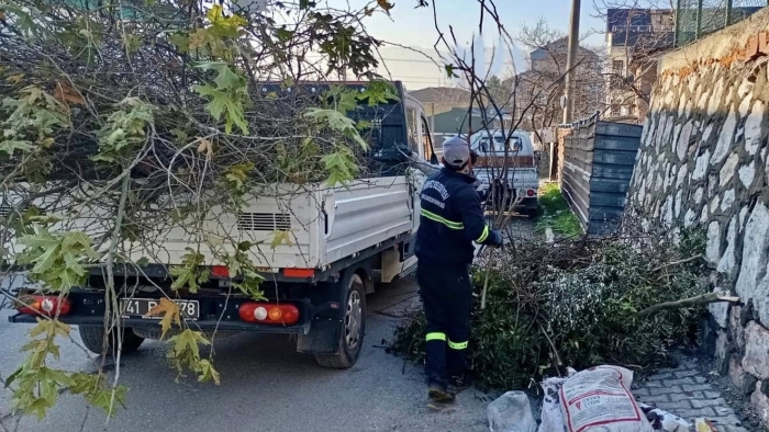 Körfez’de ağaçların bakımı sürüyor