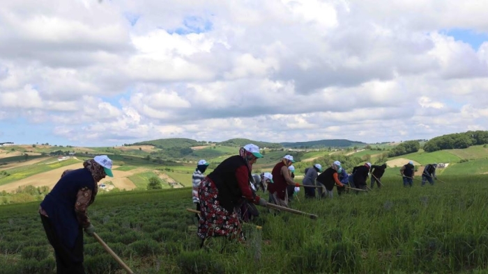Tıbbi ve aromatik bakım bahar çalışmaları yapılıyor