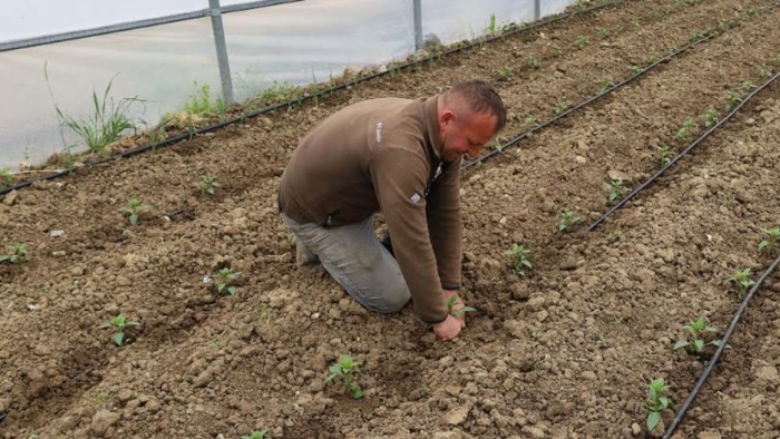 Kocaeli'nde tarım büyüyor, seracılık gelişiyor